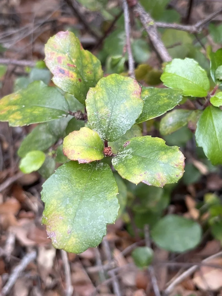 Ribes Viburnifolium