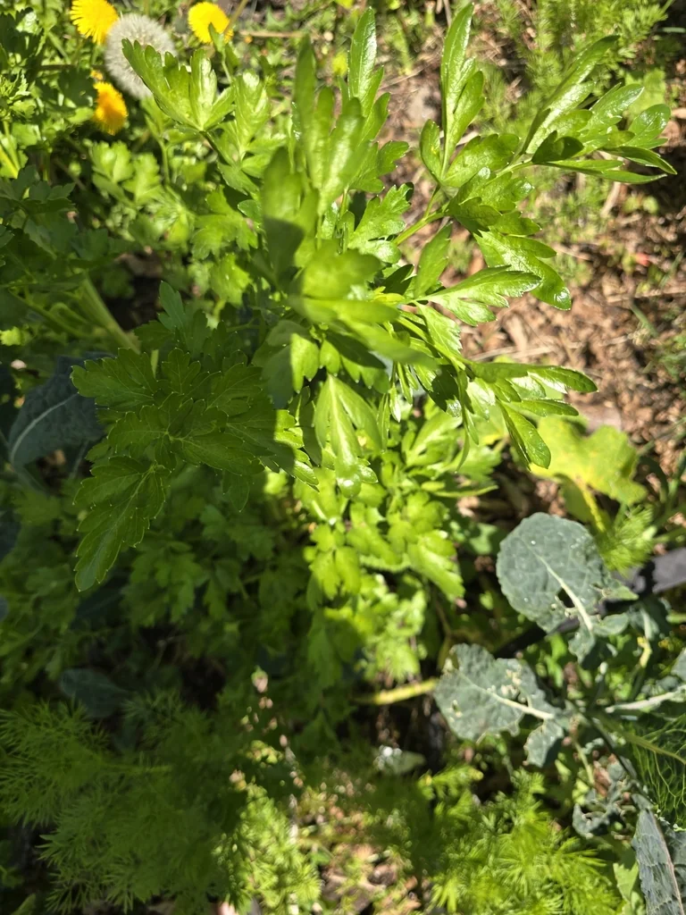 Petroselinum Crispum