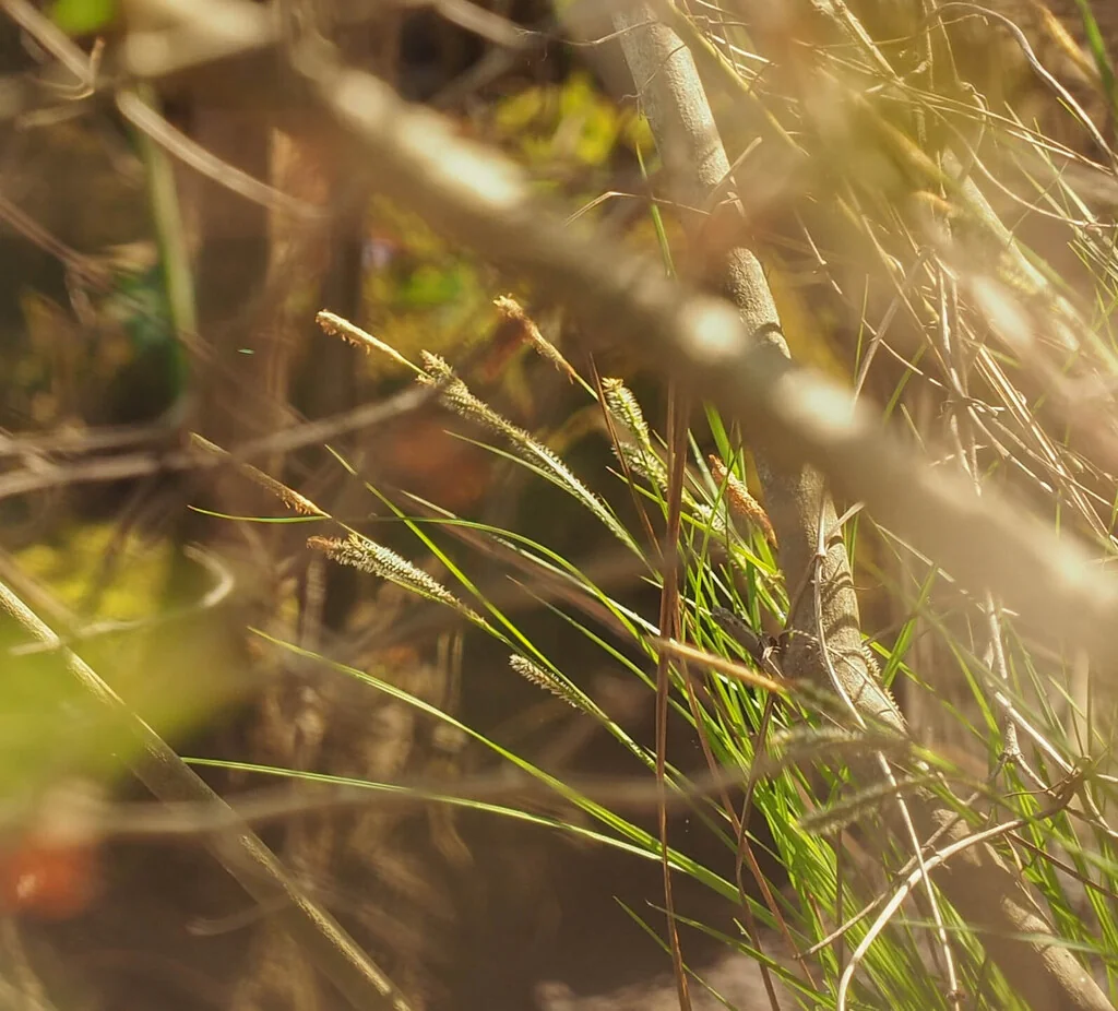 Carex Stricta
