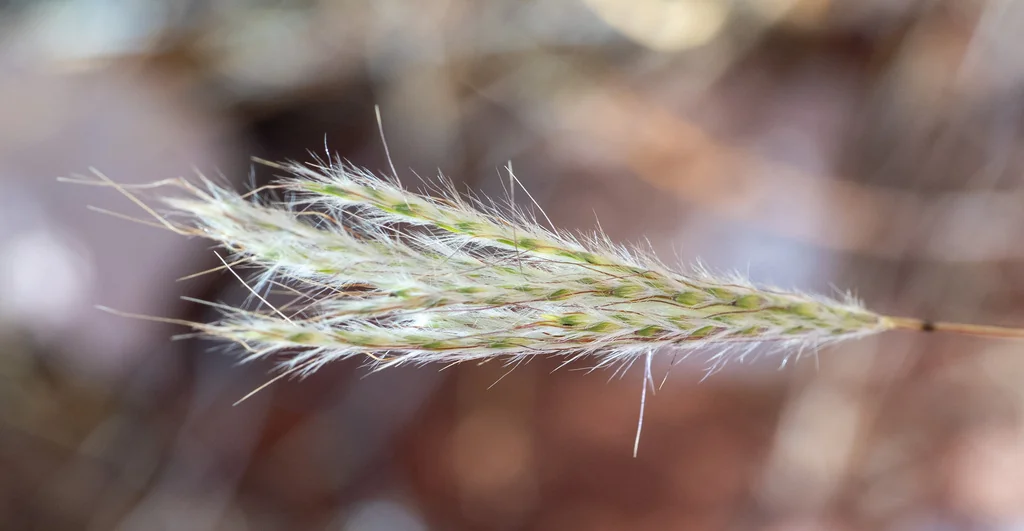 Bothriochloa Barbinodis