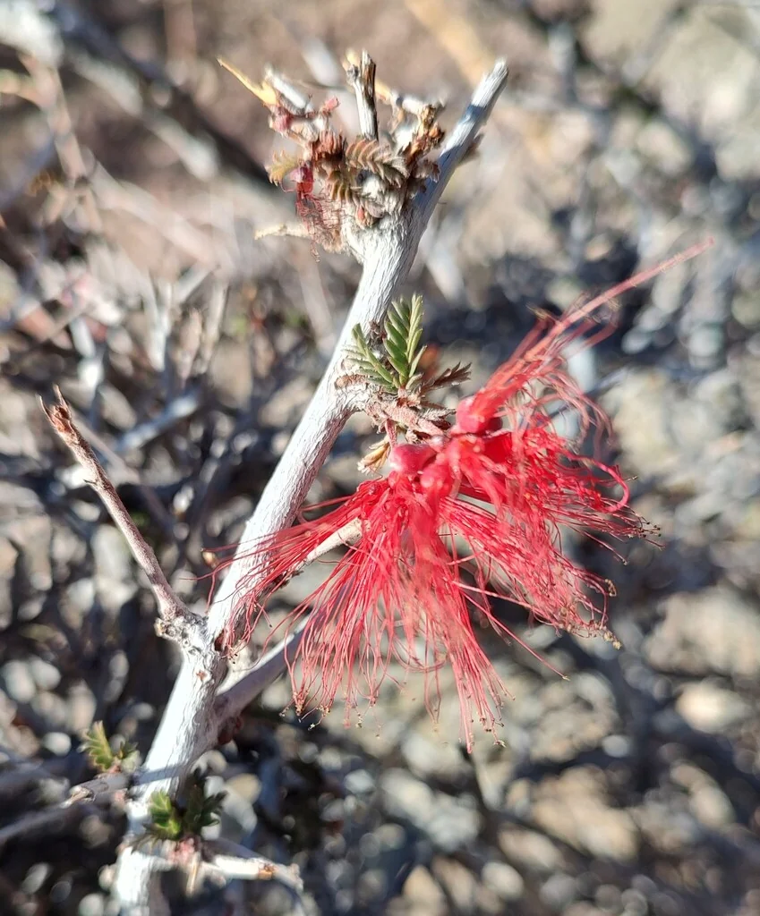 Calliandra Californica