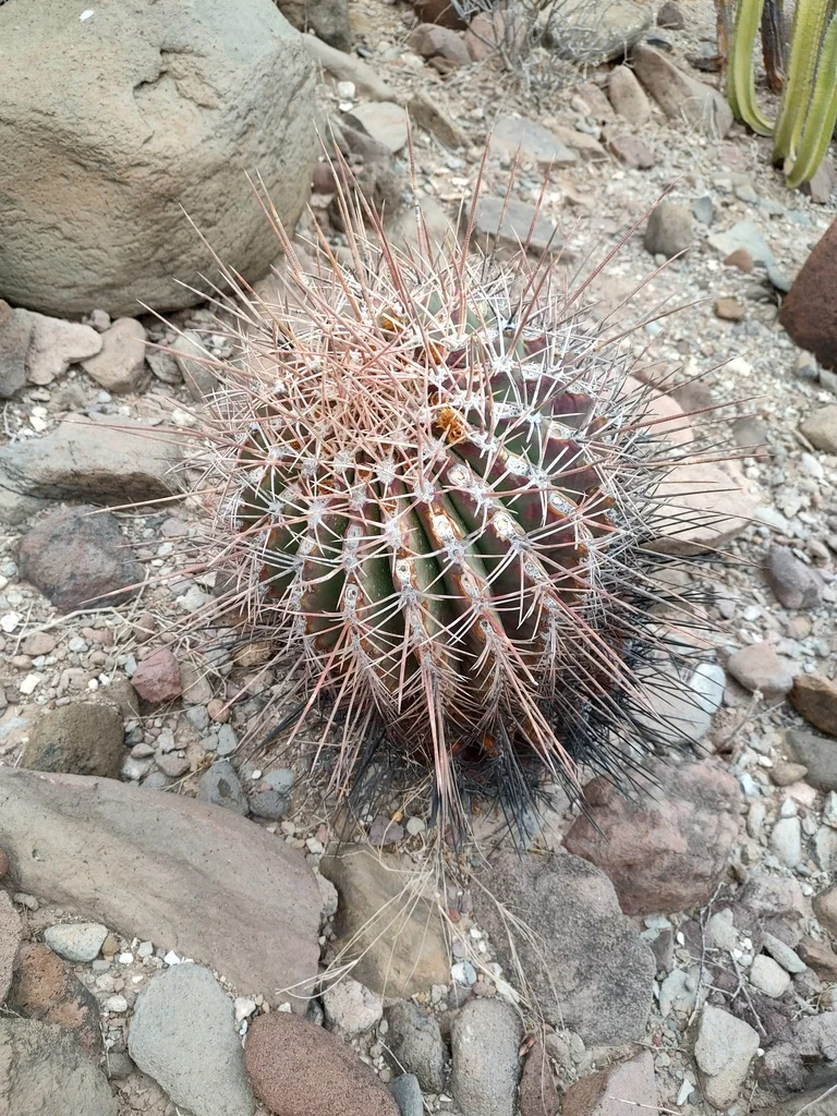 Ferocactus Emoryi Ssp. Rectispinus