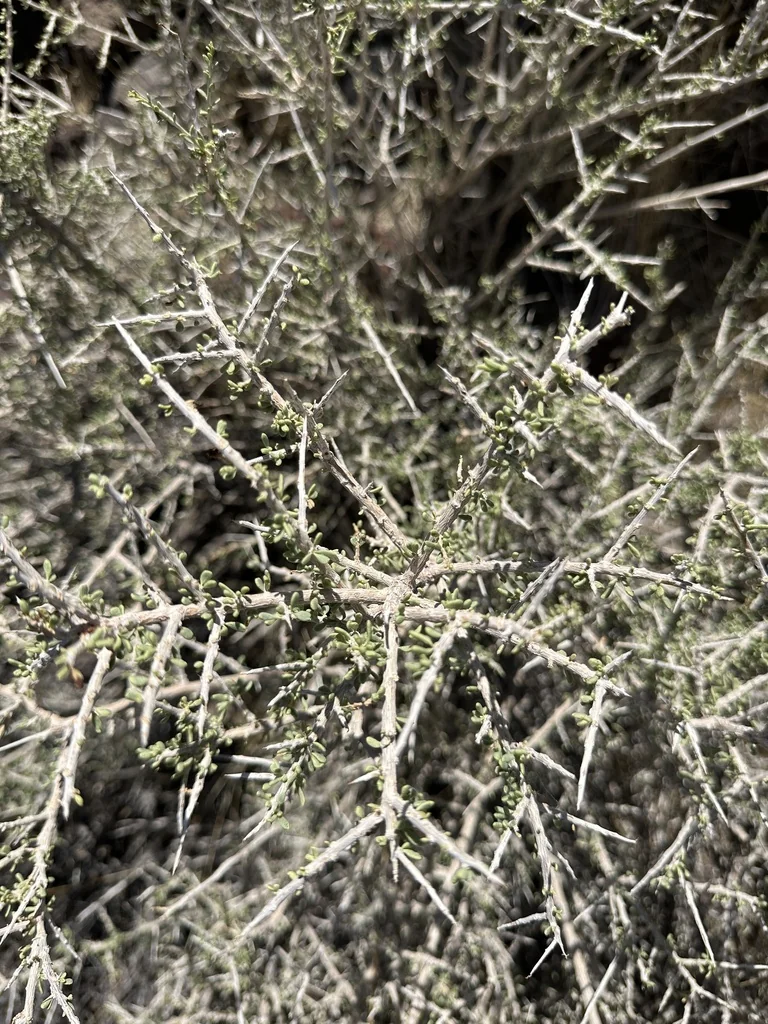Lycium Andersonii