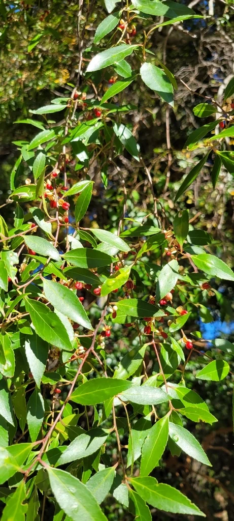 Maytenus Boaria