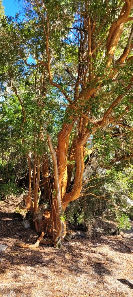 Luma Apiculata