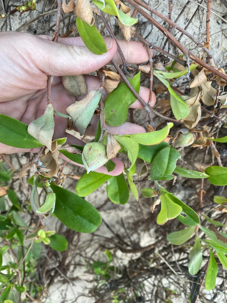 Hibbertia Scandens