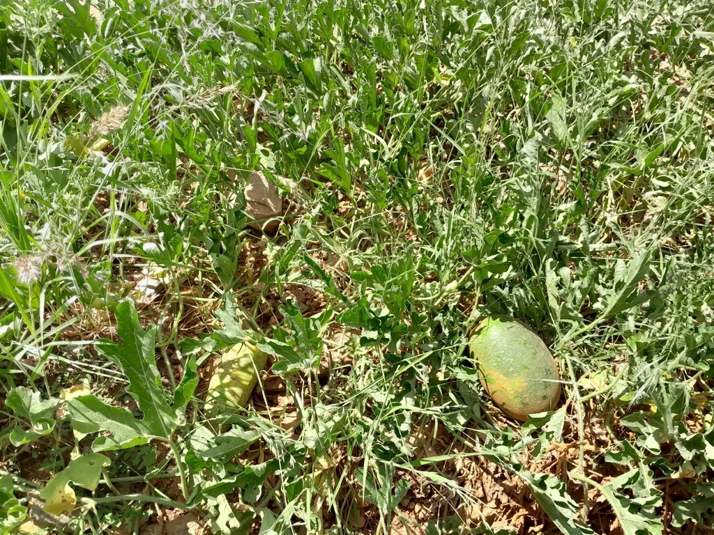 Citrullus Lanatus
