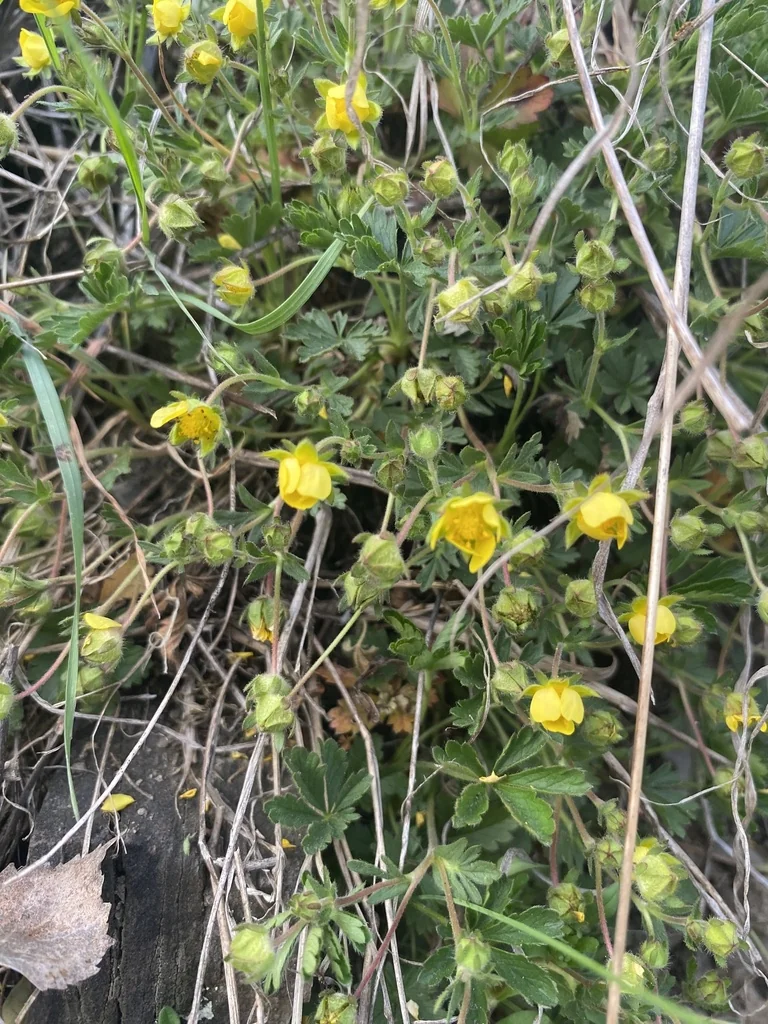 Potentilla Neumanniana