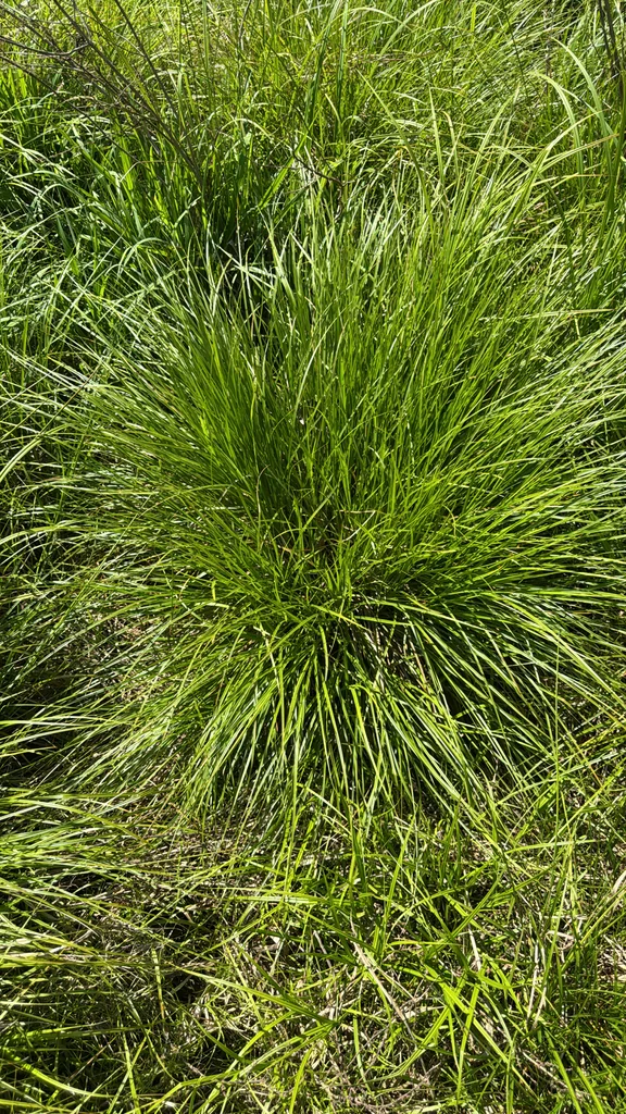 Carex Stricta