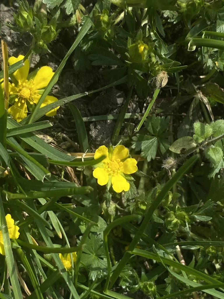 Potentilla Neumanniana