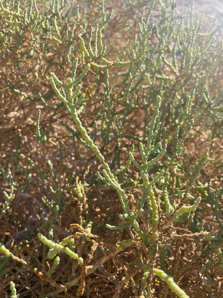 Allenrolfea Occidentalis