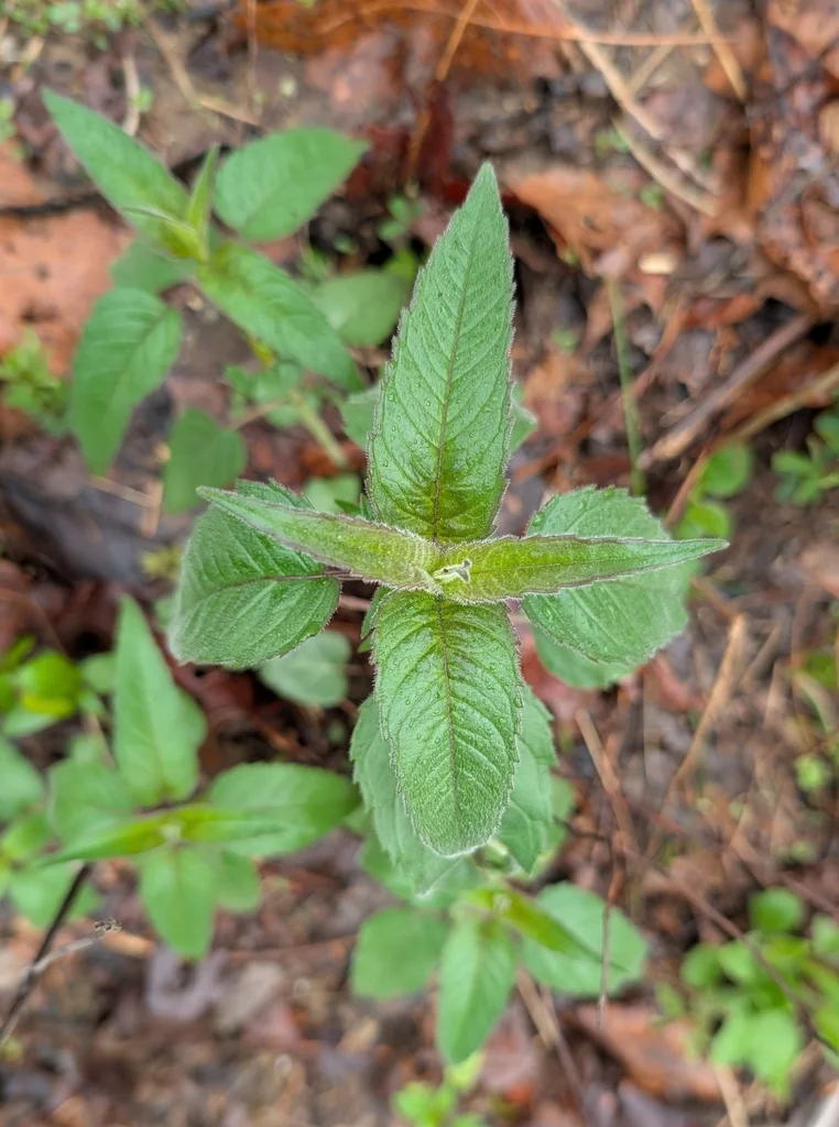 Monarda Bradburiana