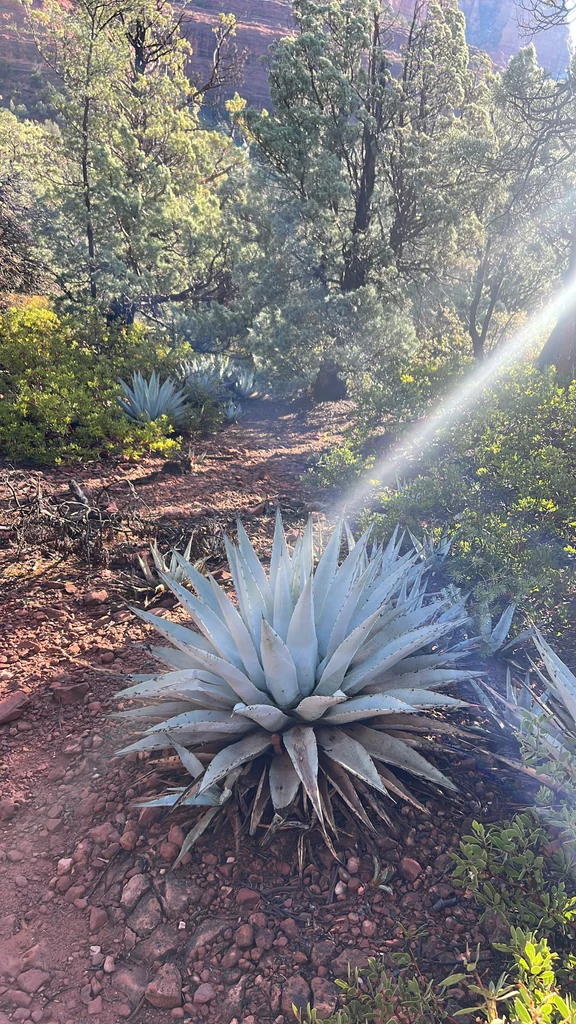 Agave Parryi