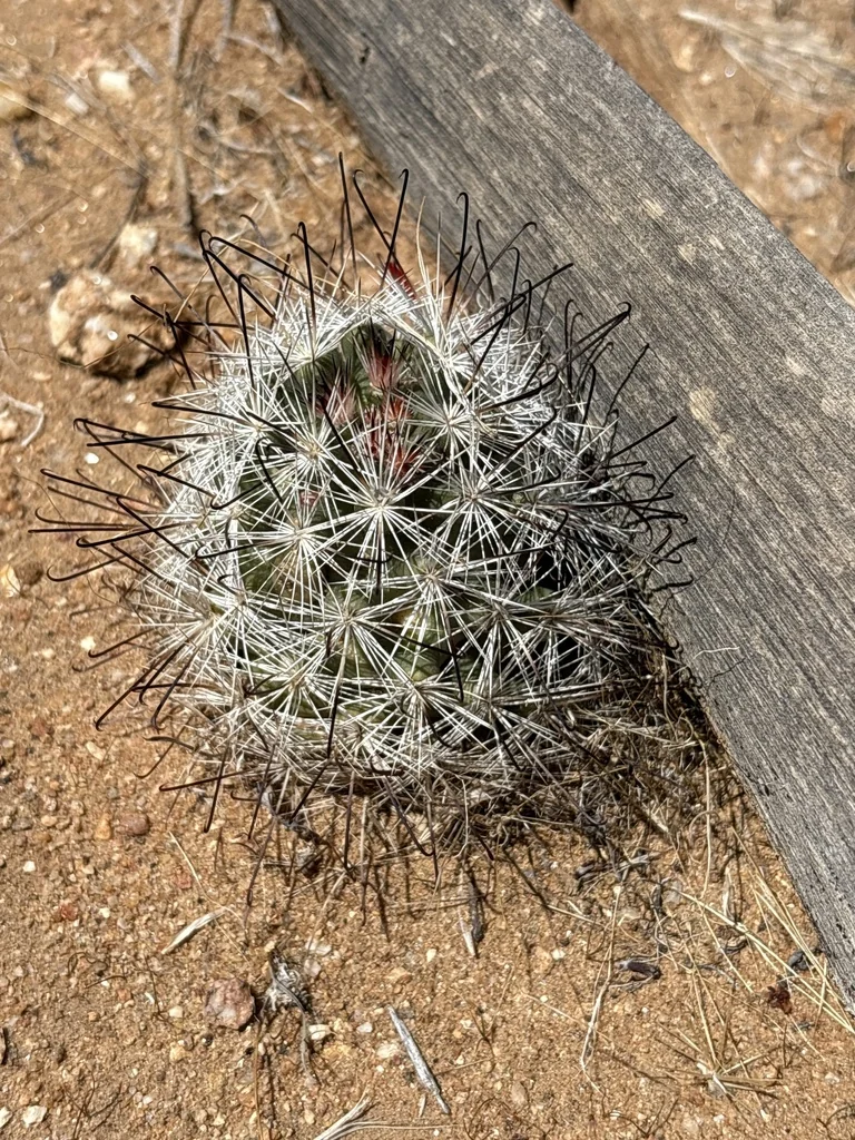 Mammillaria Tetrancistra