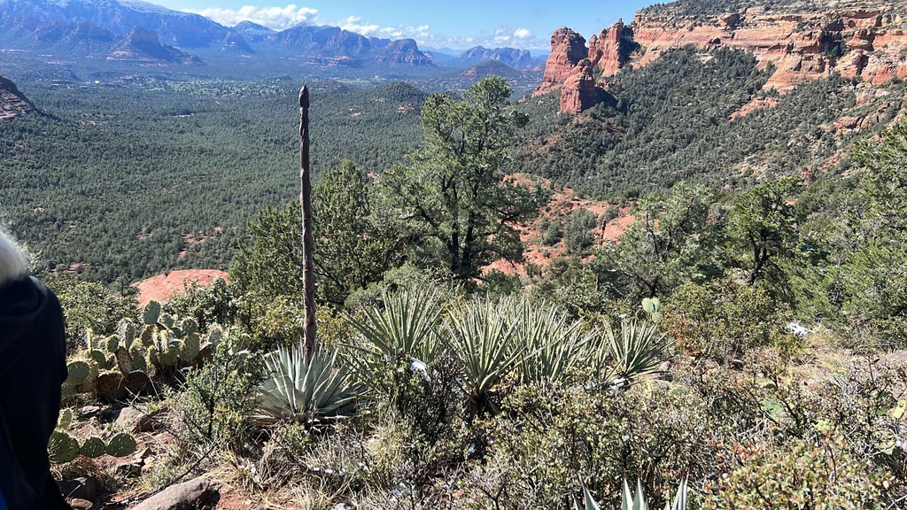 Agave Parryi