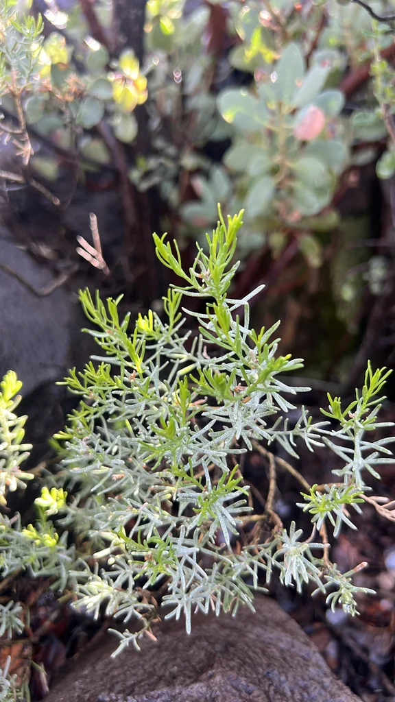 Ericameria Laricifolia