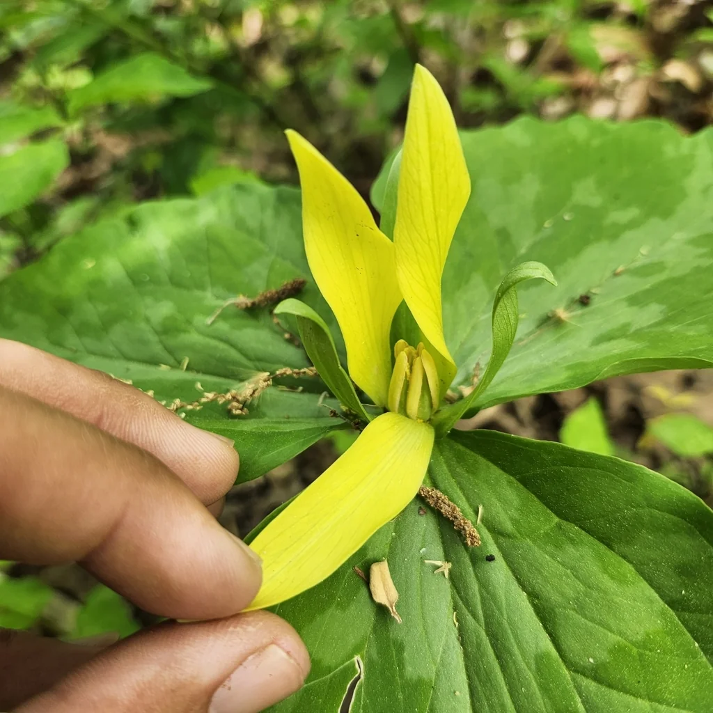 Trillium Luteum