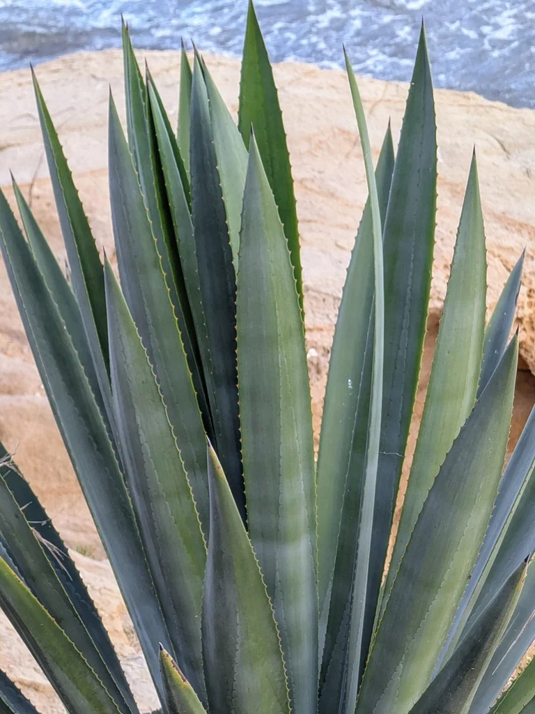 Agave fourcroydes