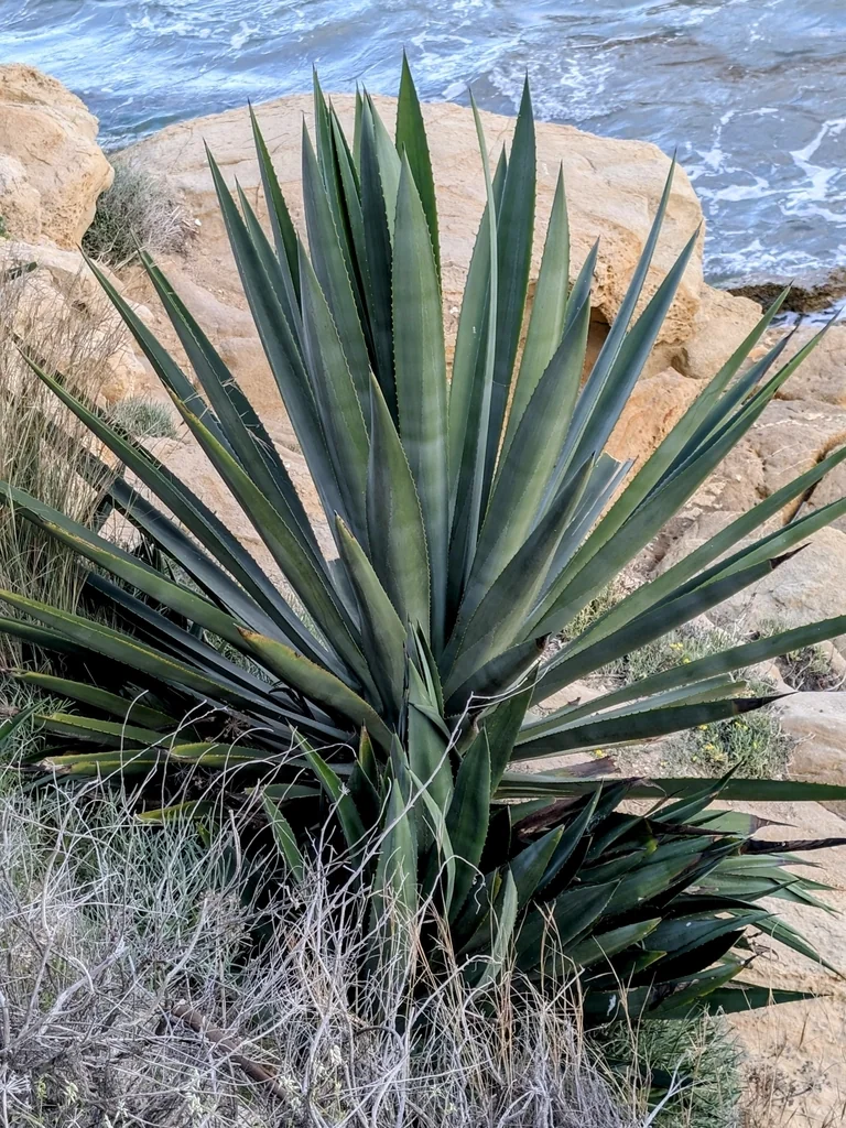 Agave fourcroydes