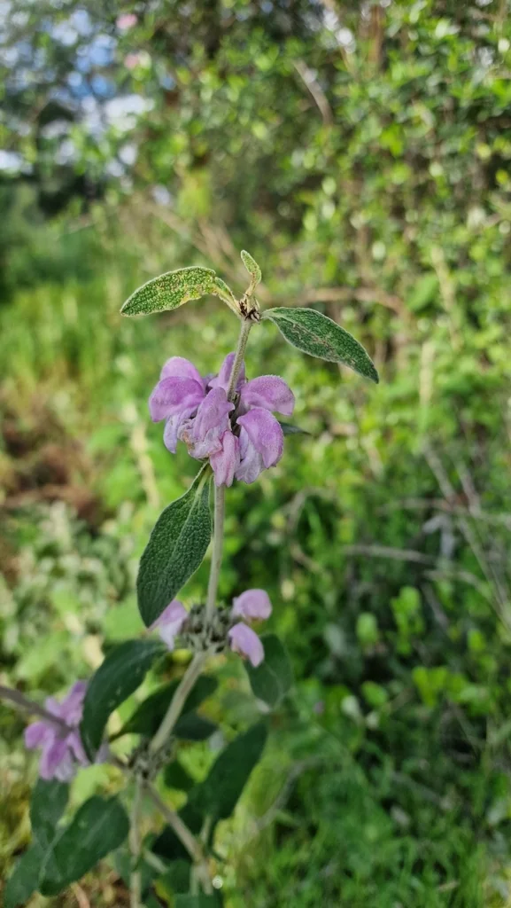 Phlomis Purpurea