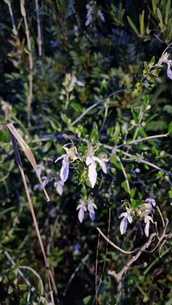 Teucrium Fruticans