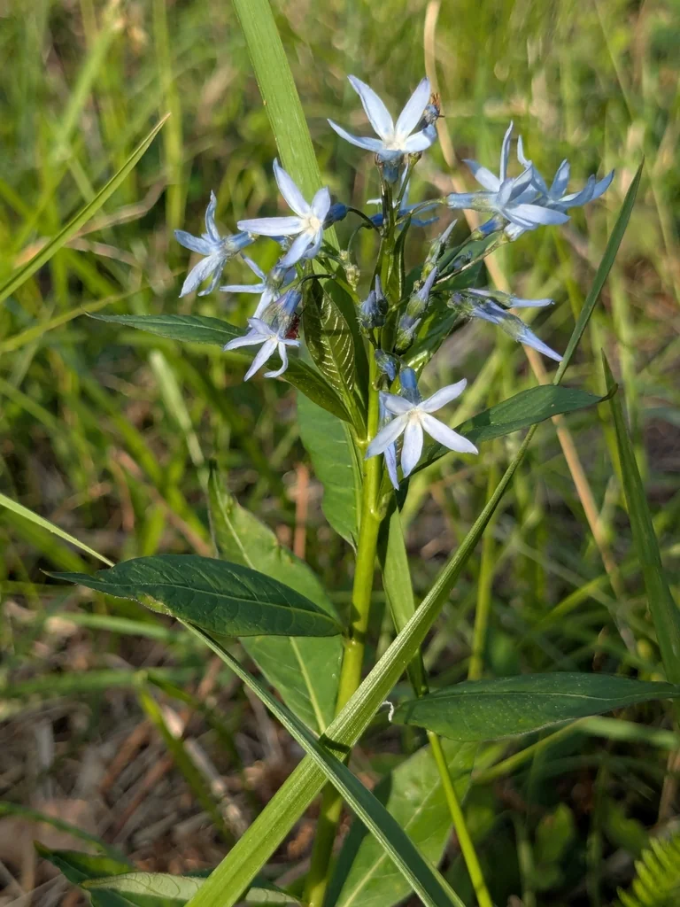 Amsonia tabernaemontana