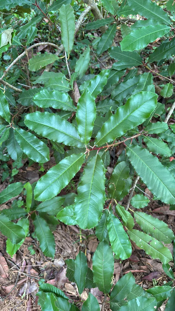 Photinia Serratifolia