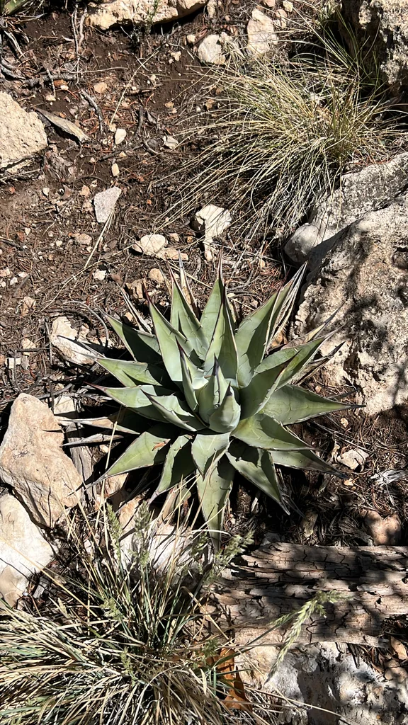 Agave Parryi