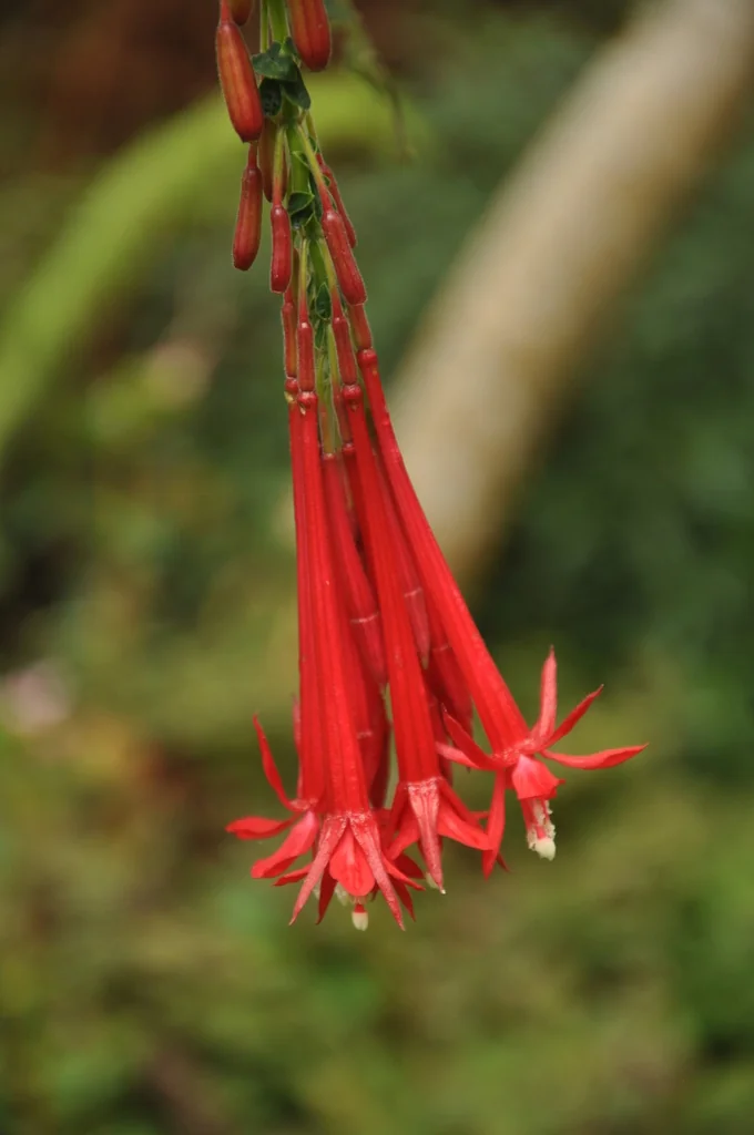 Fuchsia Boliviana