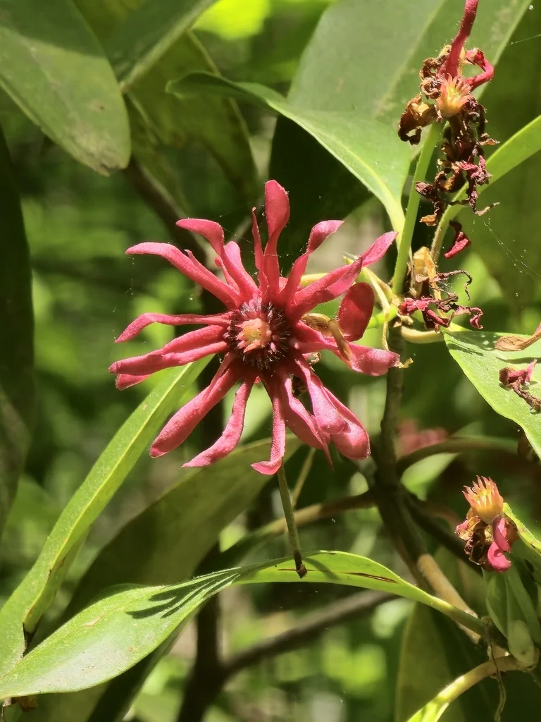 Illicium Floridanum