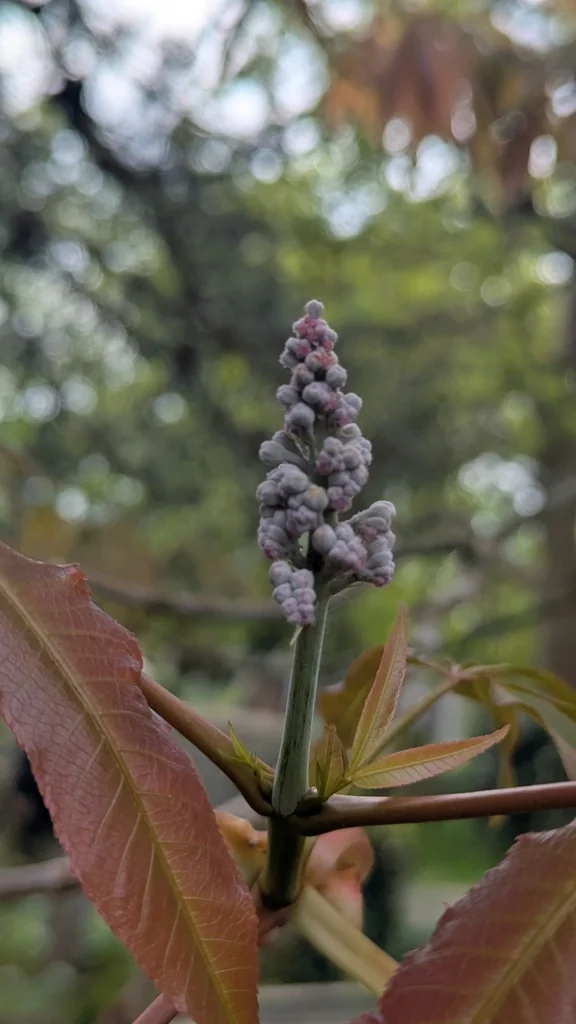 Aesculus Indica