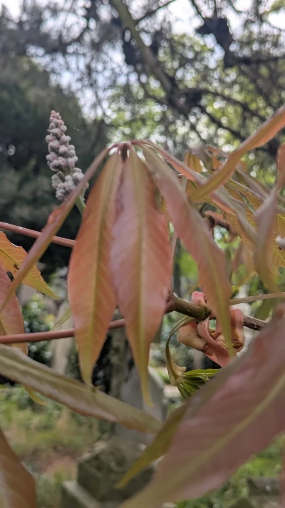 Aesculus Indica