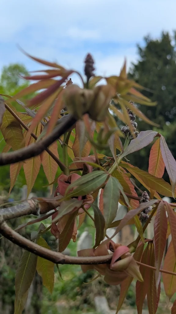 Aesculus Indica