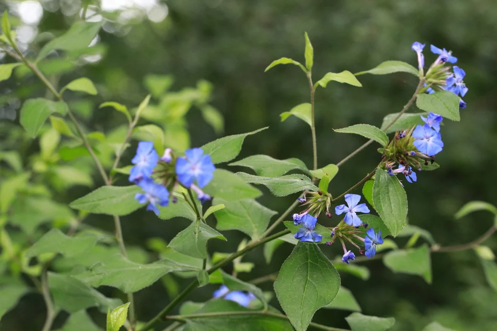 Ceratostigma Plumbaginoides
