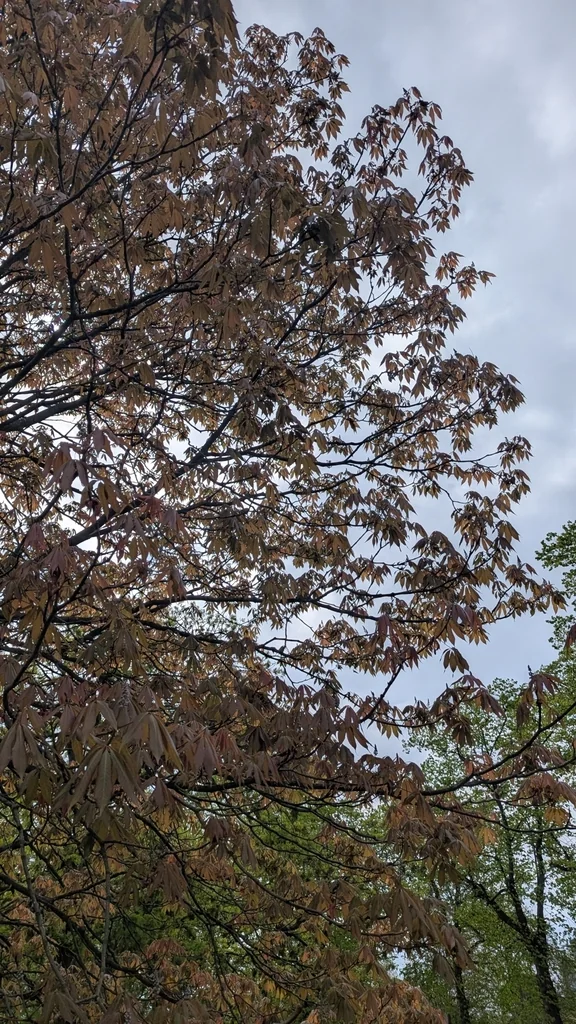 Aesculus Indica