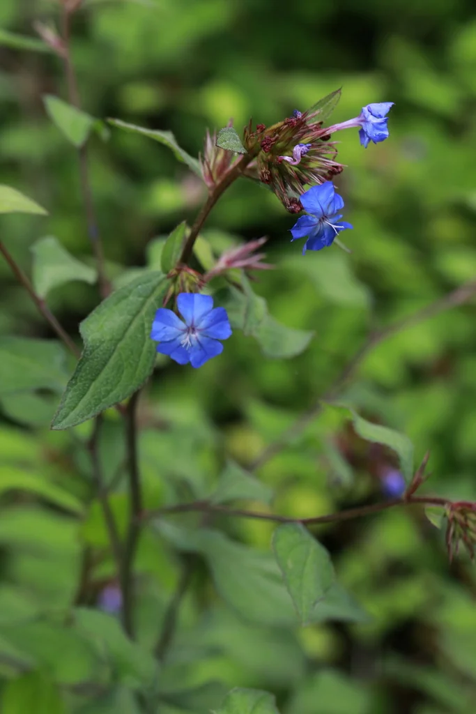 Ceratostigma Plumbaginoides