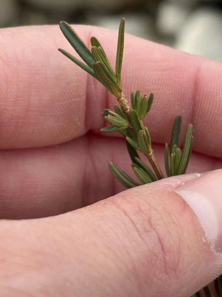 Hypericum Kalmianum