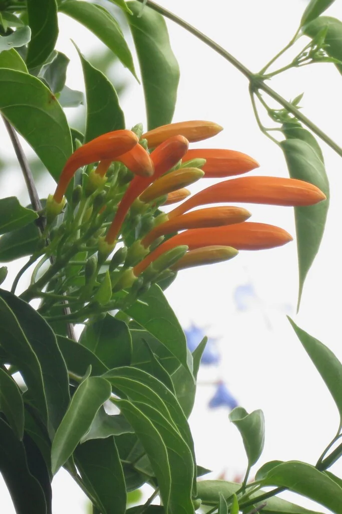Pyrostegia Venusta