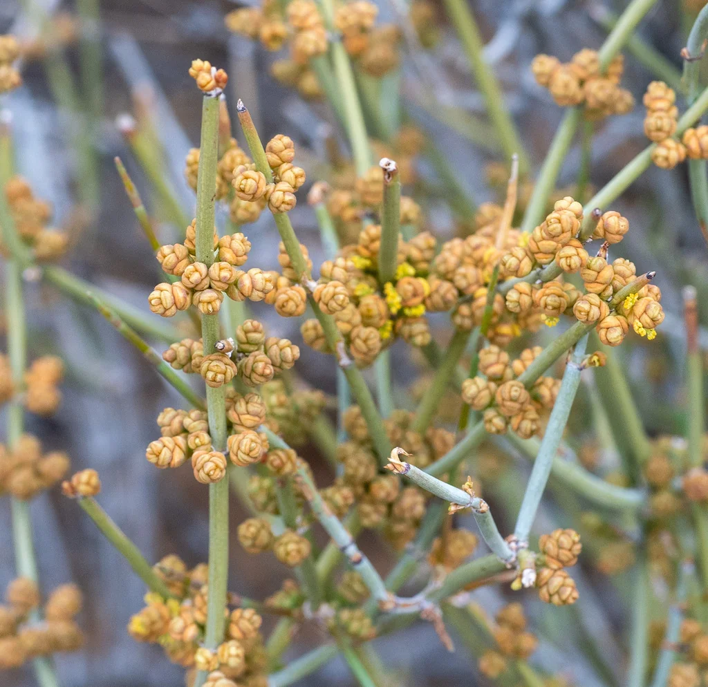 Ephedra Nevadensis
