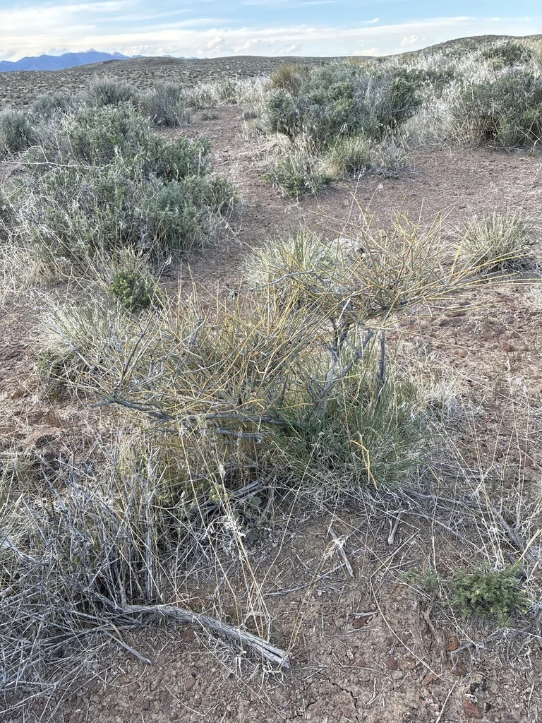 Ephedra Nevadensis