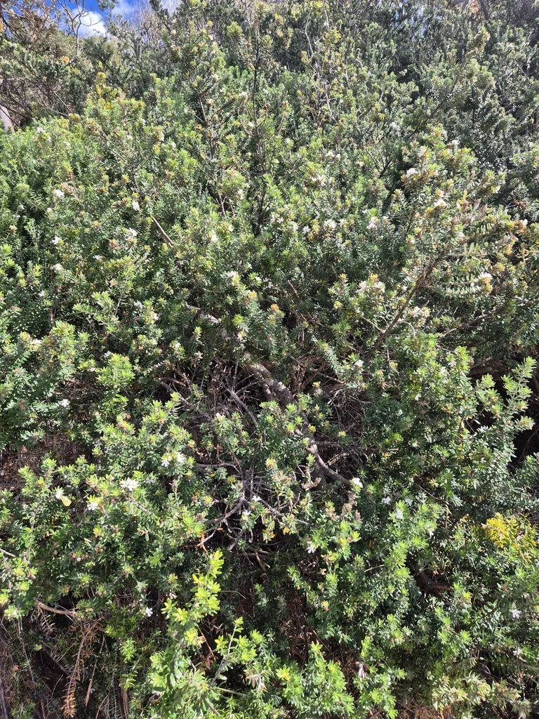 Westringia fruticosa