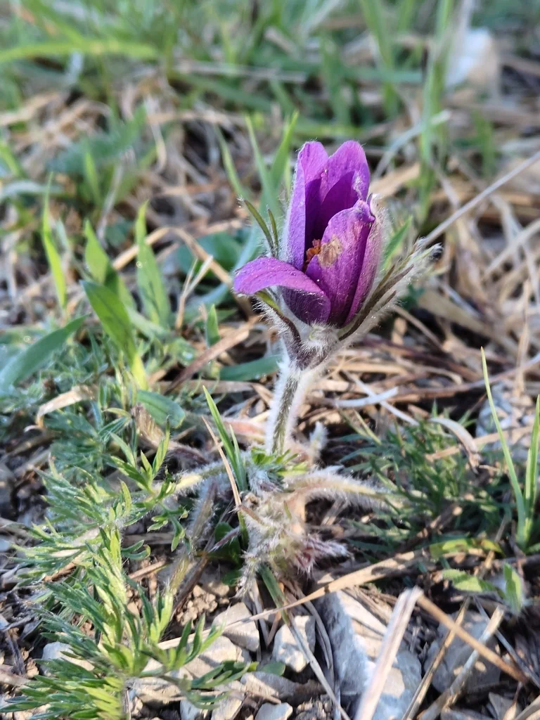 Pulsatilla Vulgaris