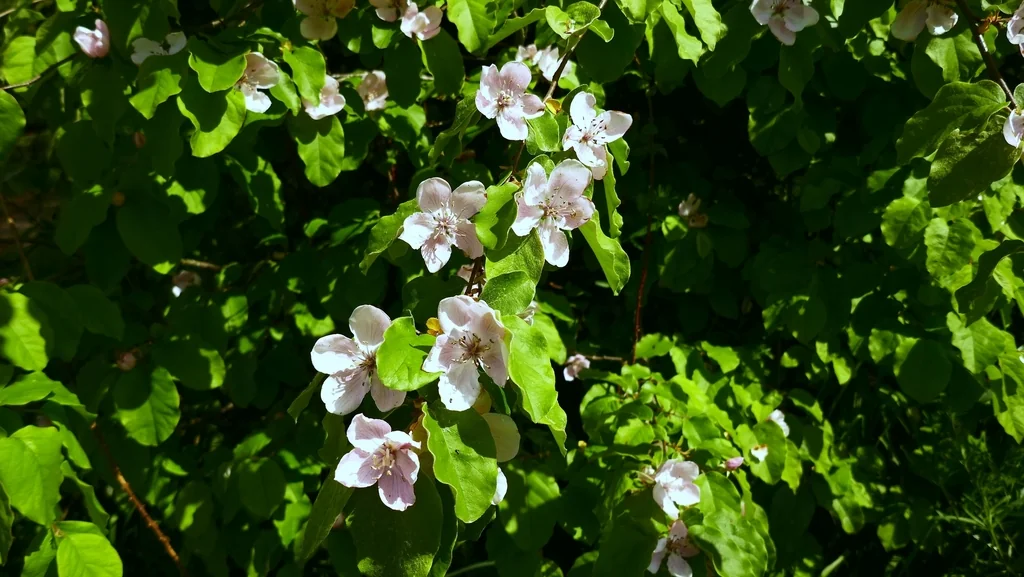 Cydonia Oblonga