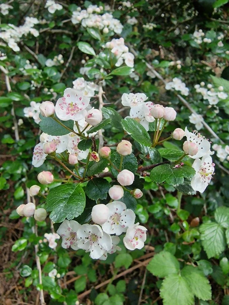 Crataegus Laevigata