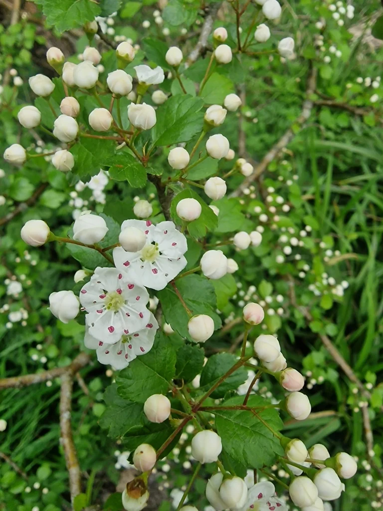 Crataegus Laevigata