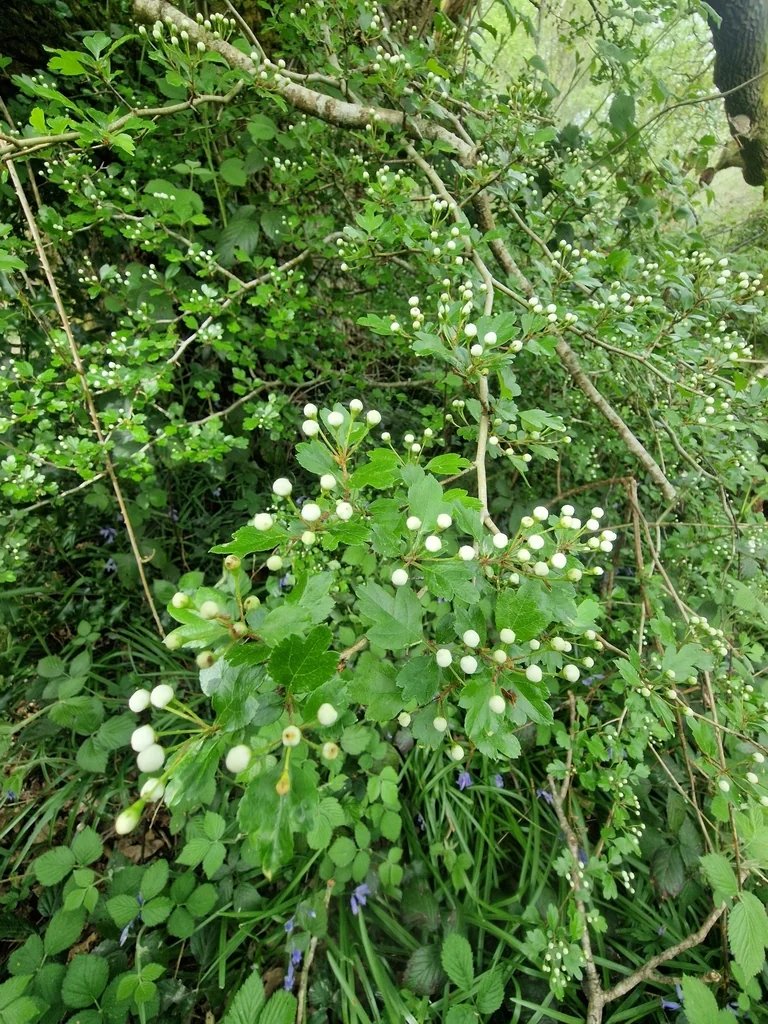Crataegus Laevigata