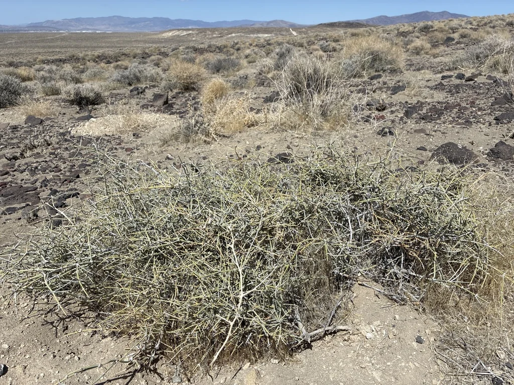 Ephedra Nevadensis