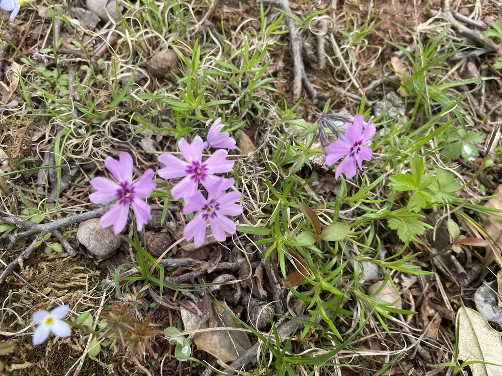 Phlox Subulata