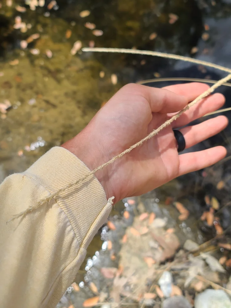 Muhlenbergia Rigens