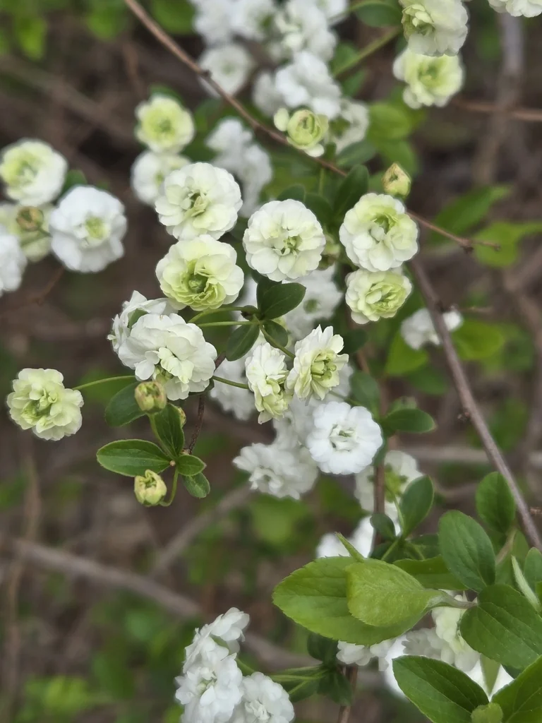 Spiraea Prunifolia